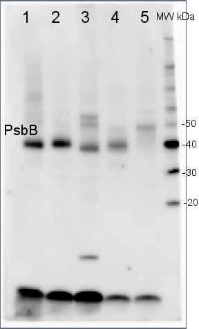 Western blot of anti-PsbB antibody 